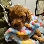 Home Owner wanting sitter in Brisbane, Queensland