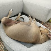 Home Owner wanting sitter in , Queensland