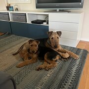 Home Owner wanting sitter in Melbourne , Victoria