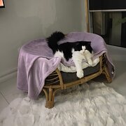 Home Owner wanting sitter in , Queensland