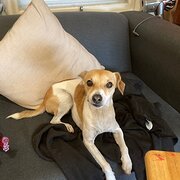 Home Owner wanting sitter in Wollongong, New South Wales