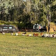 Home Owner wanting sitter in Toowoomba , Queensland