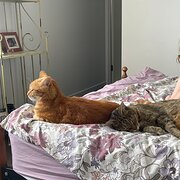Home Owner wanting sitter in , Queensland