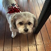 Home Owner wanting sitter in , Victoria