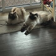 Home Owner wanting sitter in , Victoria