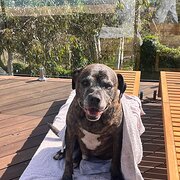 Home Owner wanting sitter in Perth, Western Australia