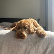 Home Owner wanting sitter in Melbourne, Victoria