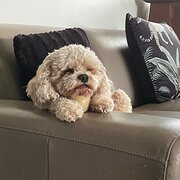 Home Owner wanting sitter in Newcastle , New South Wales