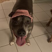 Home Owner wanting sitter in Nowra , New South Wales