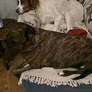 Home Owner wanting sitter in Melbourne, Victoria