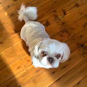 Home Owner wanting sitter in Newcastle, New South Wales