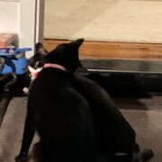 Home Owner wanting sitter in Adelaide , South Australia