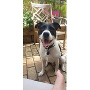 Home Owner wanting sitter in , Victoria