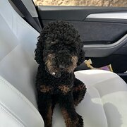 Home Owner wanting sitter in , Western Australia
