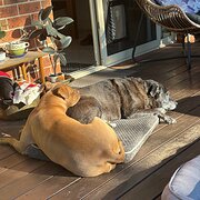 Home Owner wanting sitter in Wollongong , New South Wales