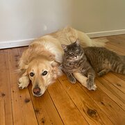 Home Owner wanting sitter in , Queensland