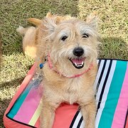 Home Owner wanting sitter in Hervey Bay, Queensland