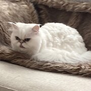 House Sitter - Claire65