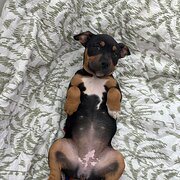 Home Owner wanting sitter in , Queensland