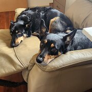 Home Owner wanting sitter in , Queensland