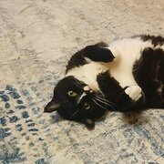 Home Owner wanting sitter in Melbourne, Victoria