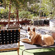 Home Owner wanting sitter in MELBOURNE/BENDIGO, Victoria