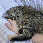 Home Owner wanting sitter in Sydney , New South Wales