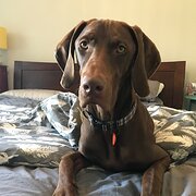 Home Owner wanting sitter in , New South Wales