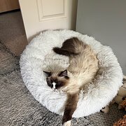 Home Owner wanting sitter in , South Australia