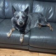 Home Owner wanting sitter in Adelaide, South Australia