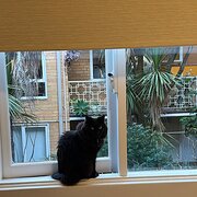 Home Owner wanting sitter in , Victoria