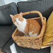 Home Owner wanting sitter in Adelaide, South Australia