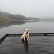 Home Owner wanting sitter in Sydney , New South Wales