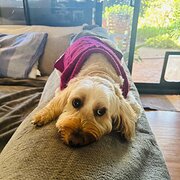 Home Owner wanting sitter in Gold Coast , Queensland