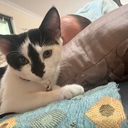 Home Owner wanting sitter in Rockingham , Western Australia
