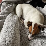 Home Owner wanting sitter in Mudgeeraba, Queensland