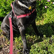 Home Owner wanting sitter in Perth, Western Australia