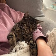 Home Owner wanting sitter in Brisbane, Queensland