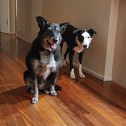 Home Owner wanting sitter in , Queensland