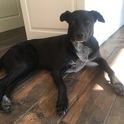 Home Owner wanting sitter in , Queensland