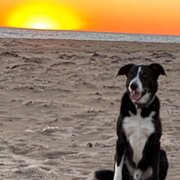 Home Owner wanting sitter in Perth, Western Australia