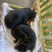 Home Owner wanting sitter in Ipswich, Brisbane, Queensland