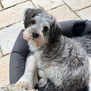 Home Owner wanting sitter in Sydney, New South Wales