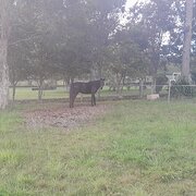 Home Owner wanting sitter in Nambucca Heads, New South Wales