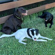 Home Owner wanting sitter in Emerald, Queensland