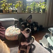 Home Owner wanting sitter in Melbourne, Victoria