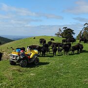 Home Owner wanting sitter in Balook , Victoria