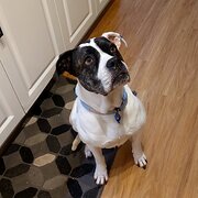 Home Owner wanting sitter in , Victoria