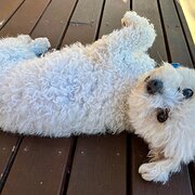 Home Owner wanting sitter in , South Australia