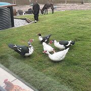 Home Owner wanting sitter in , Queensland